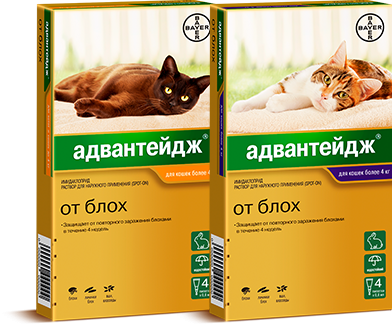 Адвантейдж 40 капли на холку для кошек до 4 кг, 4 пипетки купить в  Зоопланете в Воронеже и Липецке, доставка и самовывоз