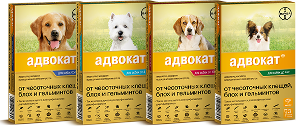 Адвокат 100 капли для собак 4-10 кг 3 пипетки купить в Зоопланете в  Воронеже и Липецке, доставка и самовывоз