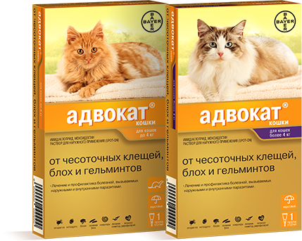 Адвокат капли для кошек более 4 кг, 0,8 мл купить в Зоопланете в Воронеже и  Липецке, доставка и самовывоз